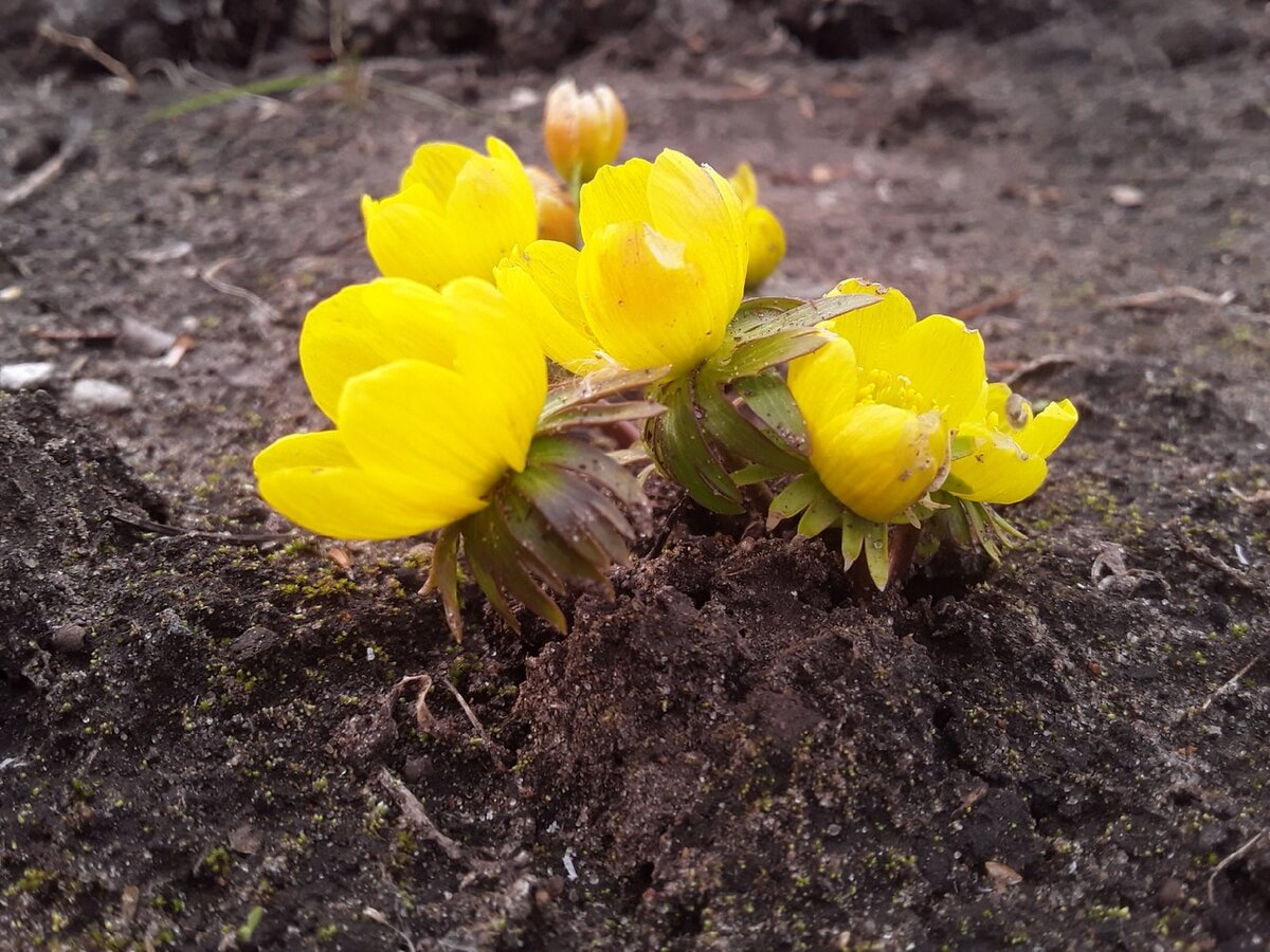 Эрантис киликийский