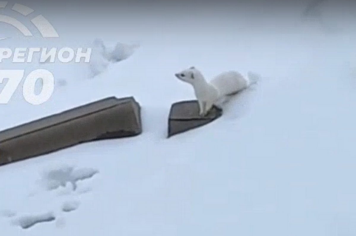    Томич заснял дикого зверька на улицах города