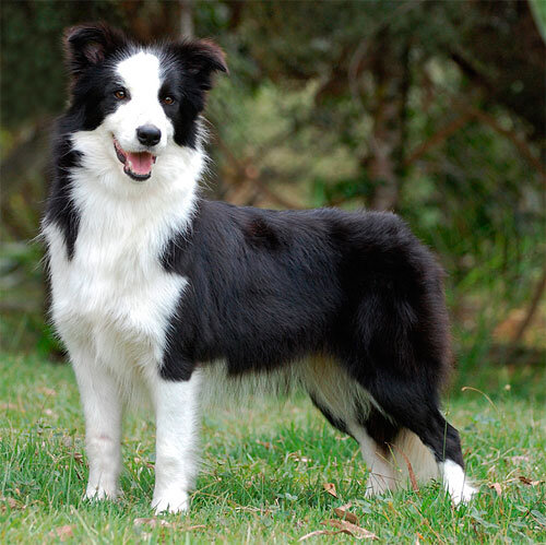 Бордер-колли. Источник: google.ru