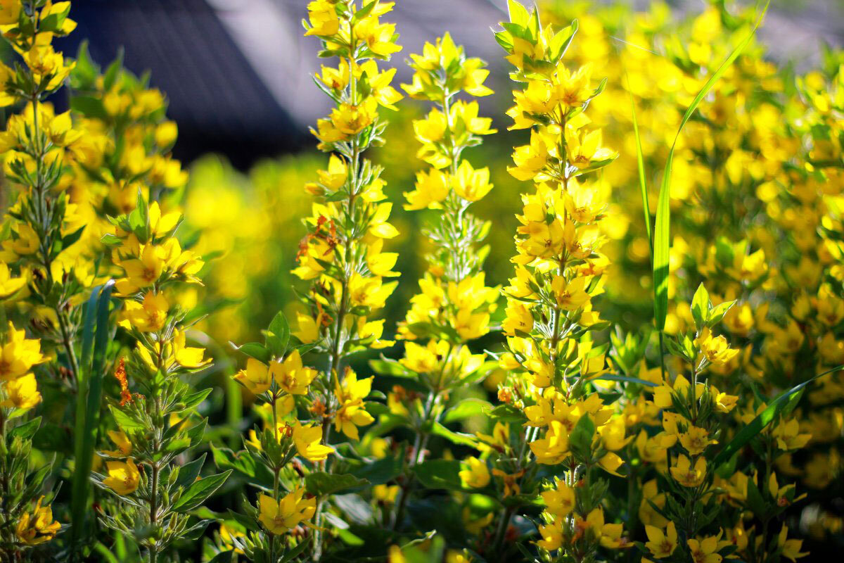 Вербейник обыкновенный Lysimachia vulgaris