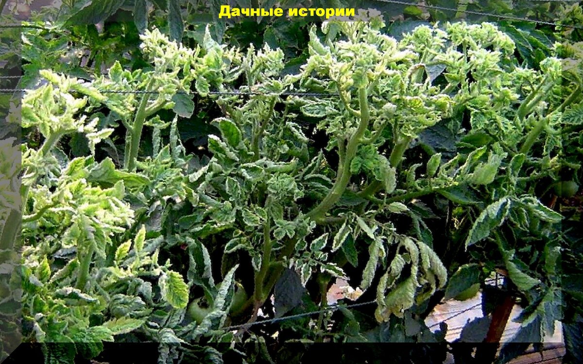 Хлоротическая (вирусная) курчавость томатов. https://vk.com/photo-159774511_457243936