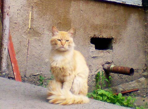 Рыжий кот у подвального окна. (с) Путешественник во Времени