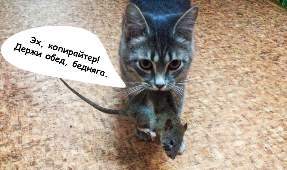 Даже котик жалеет копирайтера-новичка