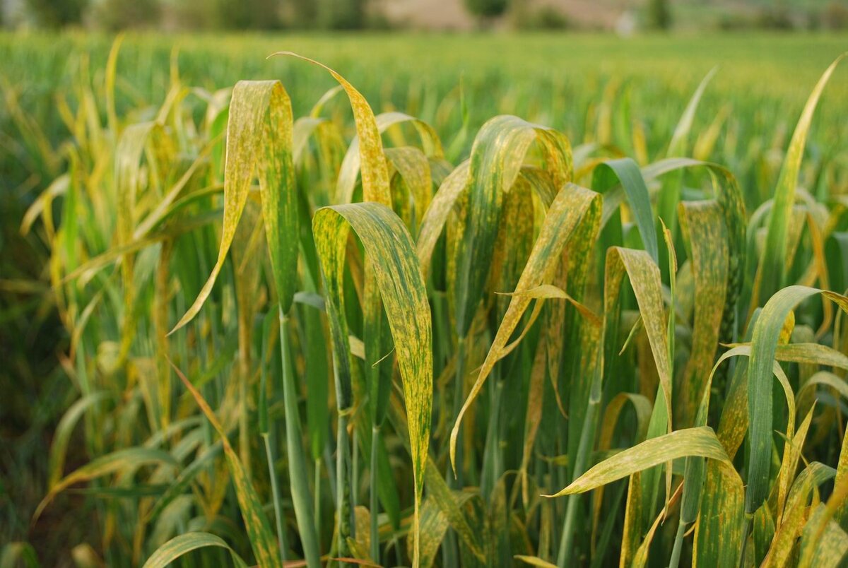 Wheat rust фото 51