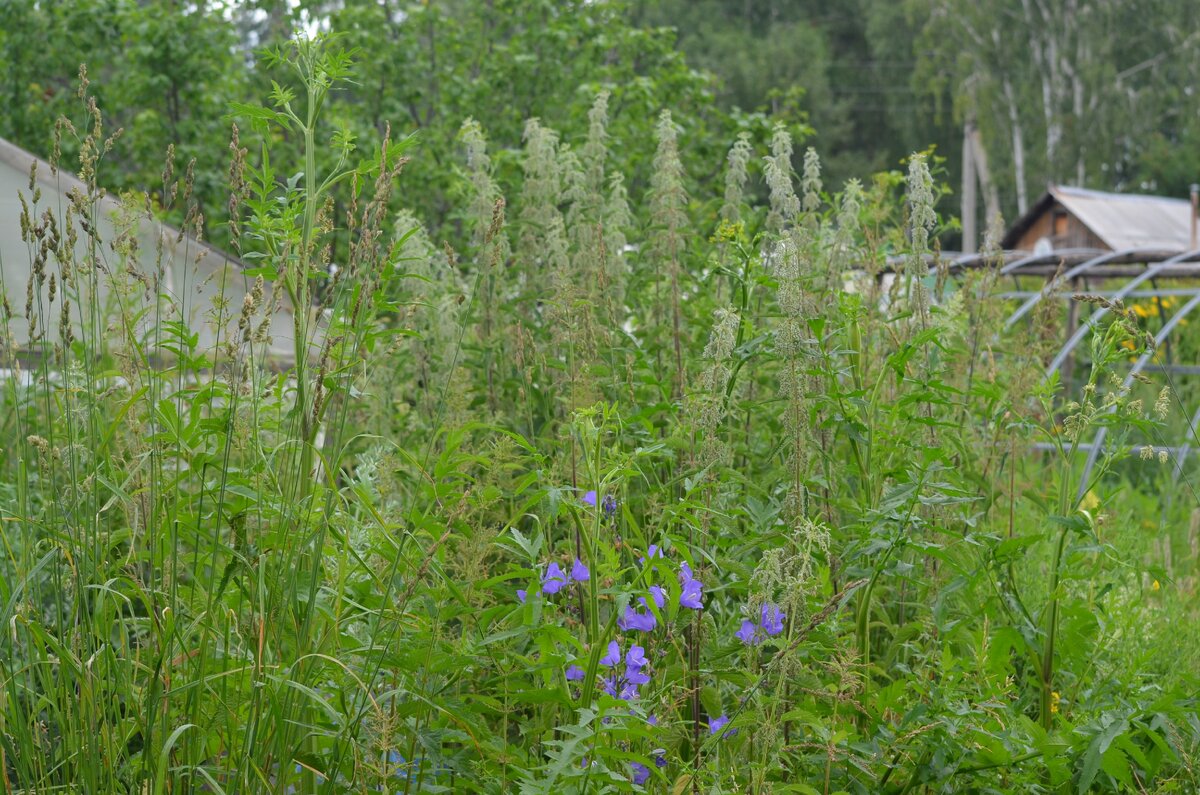 Старый участок зарастает. Фото автора