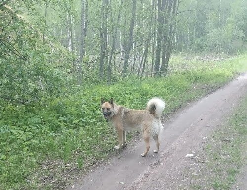 Это просто моя Юта, картинка не относится к тексту.