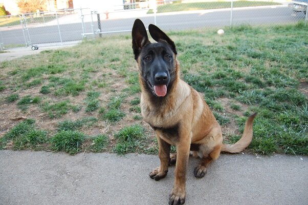 Это - не Боня. Просто Боня очень похожа на этого щенка | Фото: с сайта irecommend.ru