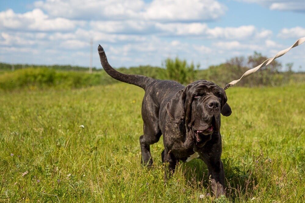 мастино Арчи