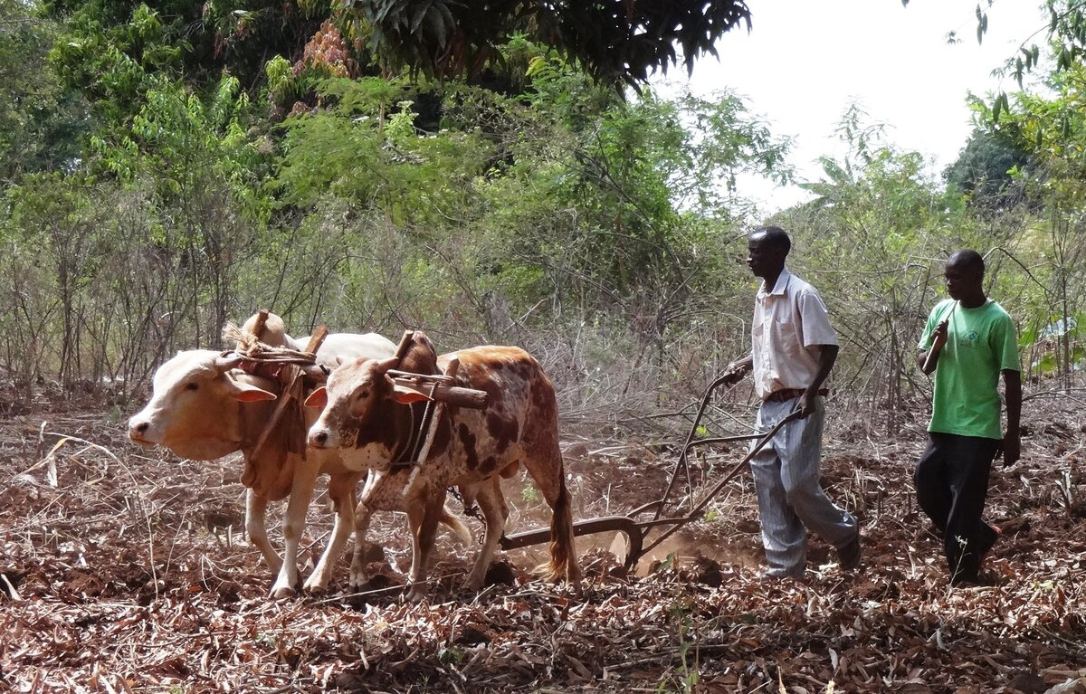 Земледелие в Танзании, наше время. Думаю, эти ребята-крестьяне приоделись для съемок
