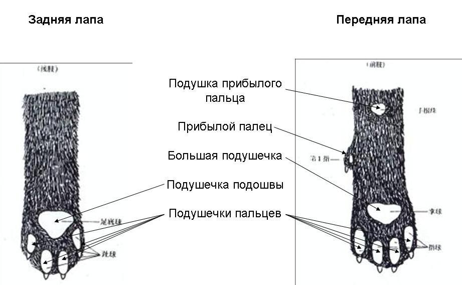 Лапа кошки строение