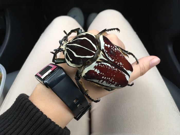 Ничего необычного - просто африканский жук размером с пирожок. 