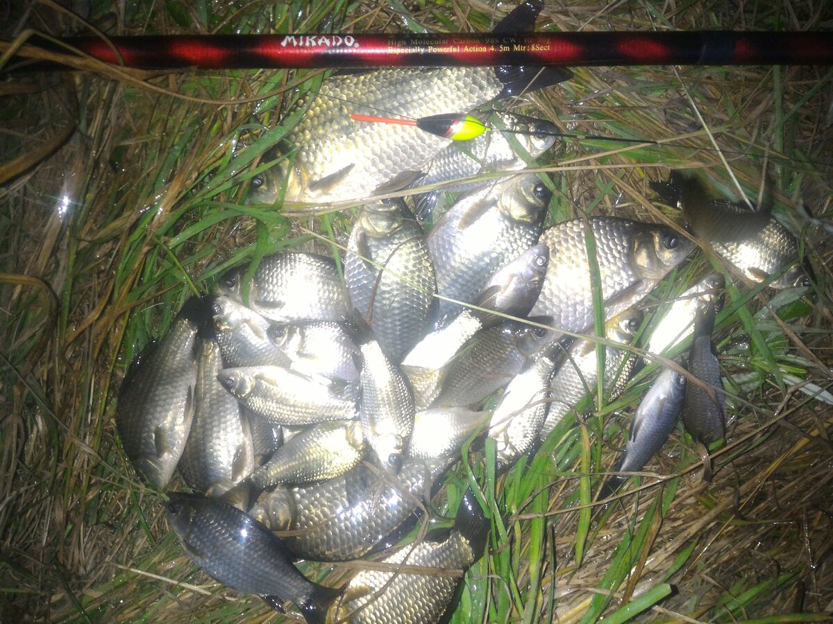 Живец клюет как из пулемета