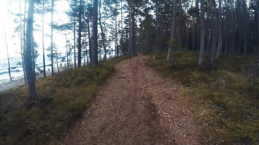 Грунтовая дорога в лесу вдоль побережья Ладожского озера