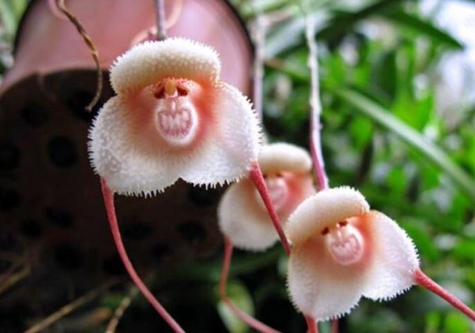 Орихидеи «Обезьянья мордочка»  или «Дракула» (Dracula Simia)