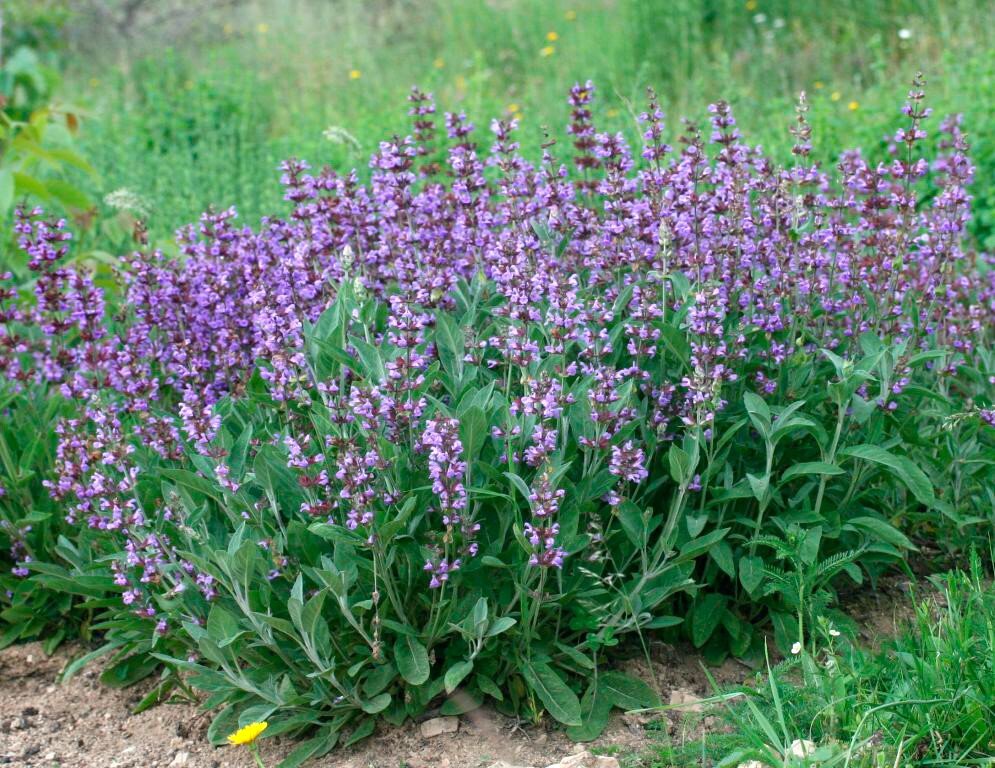 Шалфей лекарственный высаживают возле овощей,  чтобы отпугивать совку капустную и морковную муху. Сажать желательно  рядом с капустой и морковью, но держать его следует подальше от огурцов.