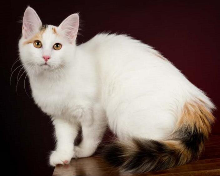 Турецкий ван –порода полудлинношерстных и довольно крупных кошек, турецкий ван – это кот одного хозяина. Турецкая кошка ван. Турецкий ван –порода полудлинношерстных и довольно крупных кошек.