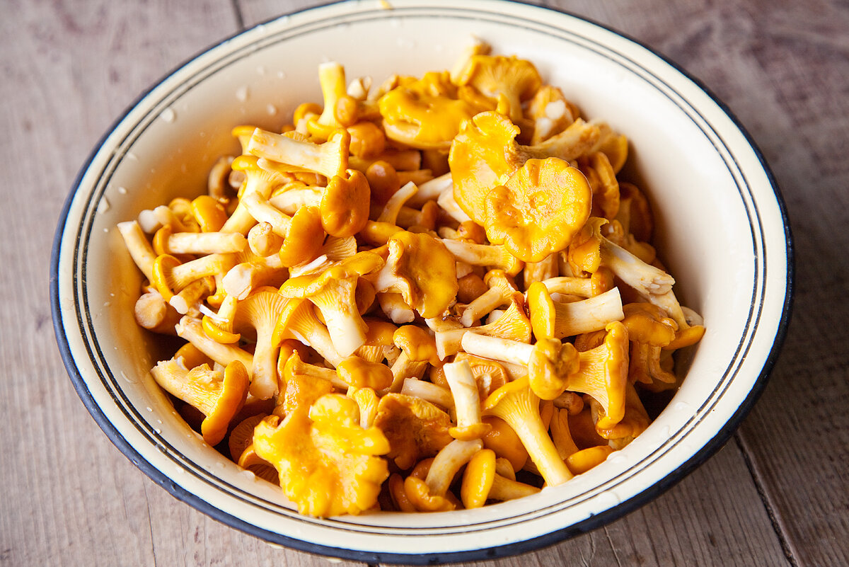 Вокруг лисичек немало слухов - мол, на самом деле они ядовитые (их даже червяки не едят), или, наоборот, лисички могут излечить самые страшные болезни. А еще почему-то этот гриб "еврейский"... Постараемся разобраться!