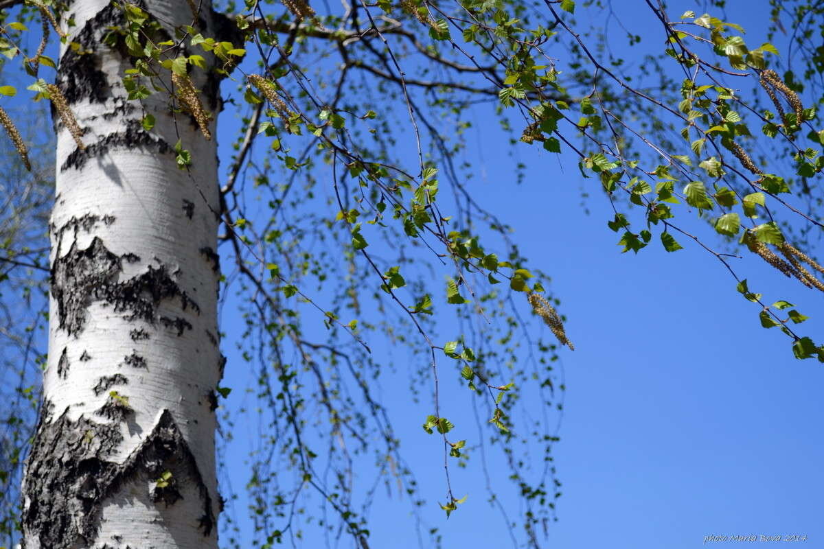 Фото взято из открытого источника в Интернете. http://p.phgk.ru/b/n/101536/91013.jpg