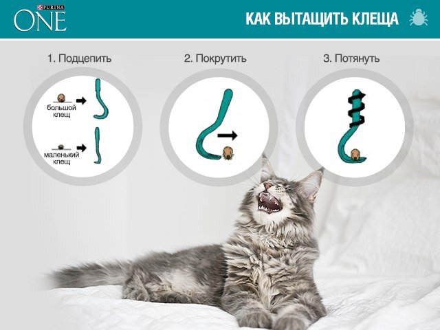 Подкожный клещ у кошек: симптомы, лечение, профилактика демодекоза у котов – VETDOCS