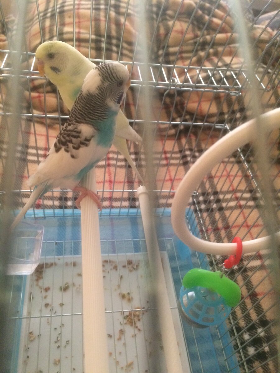 Попугайчики, нужны ли они в доме ??