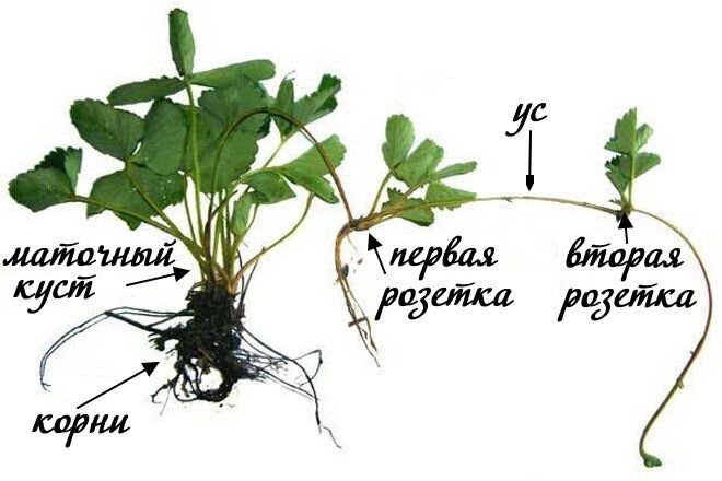 Оставляйте первые две розетки!