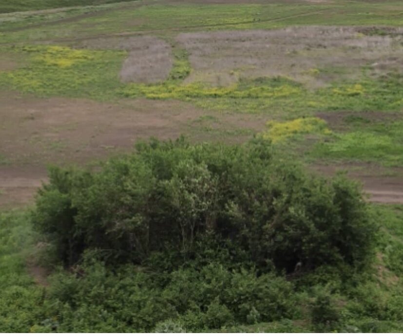 Кусты за домом