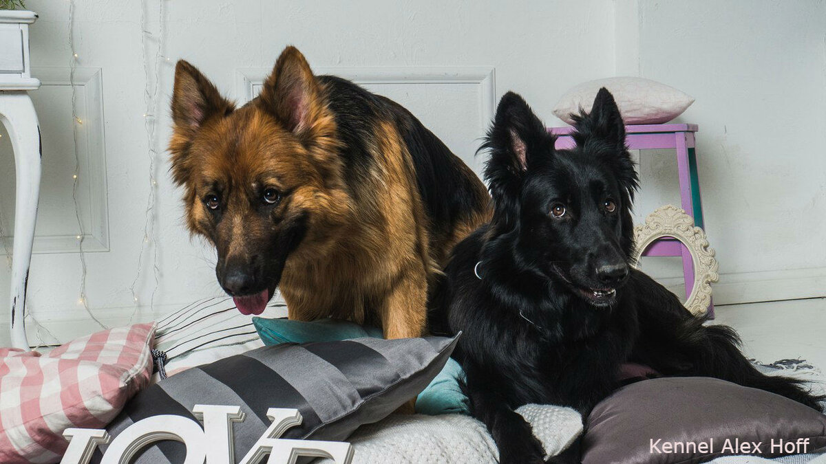 Собака хранитель. Ольга назарова пес из породы хранителей. Пёс из породы хранителей книга. Пес из породы хранителей глава 32. Трико из the last guardian.