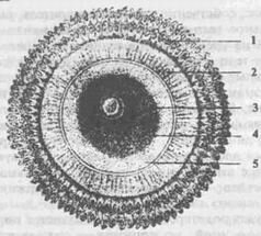 Полностью созревшая неоплодотворенная яйцеклетка: 