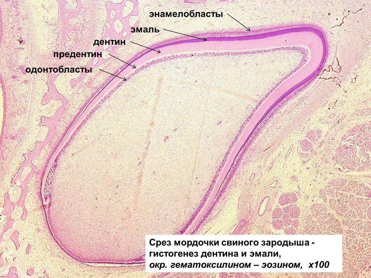 Зуб гистология рисунок