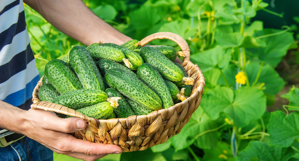 Даже в этом году получить превосходный урожай огурцов легко