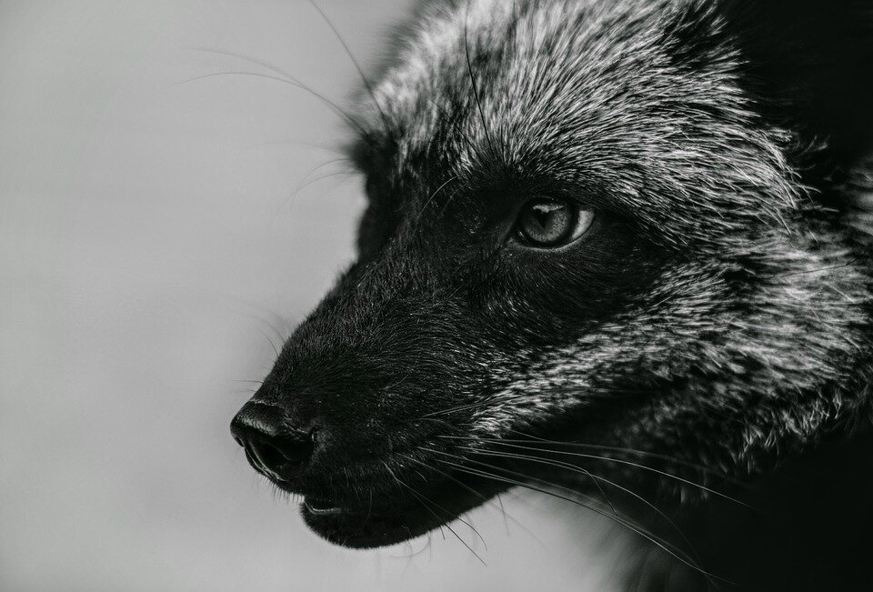 Источник фото: pixabay.com