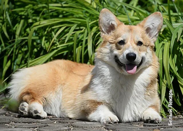 Вельш-корги Пемброк Шамбала в питомнике "Белый Лекарь". https://vk.com/beliy.lekar