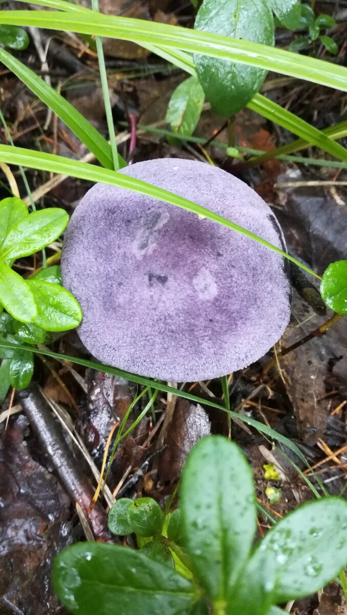 Ходила я давеча по лесу и наткнулась во на такой гриб