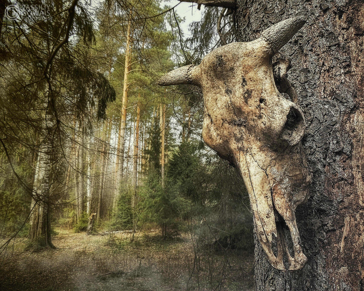 Марийский лес. фото Vassily Gowais