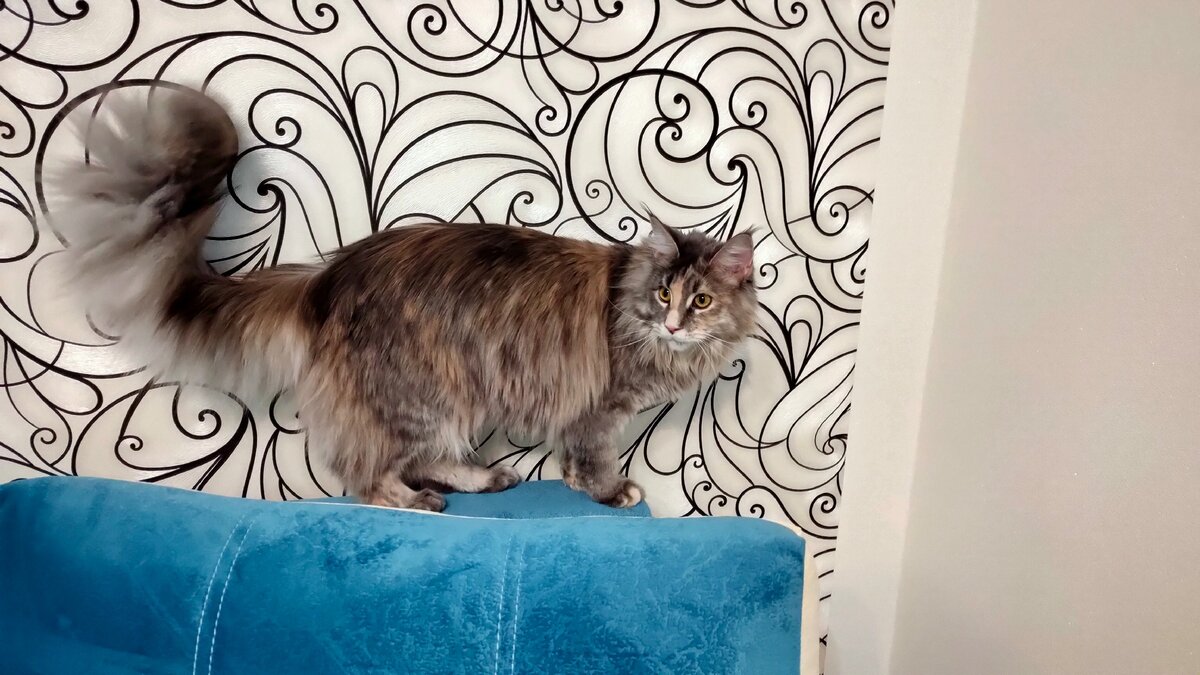 Черепаховый окрас мейн-куна