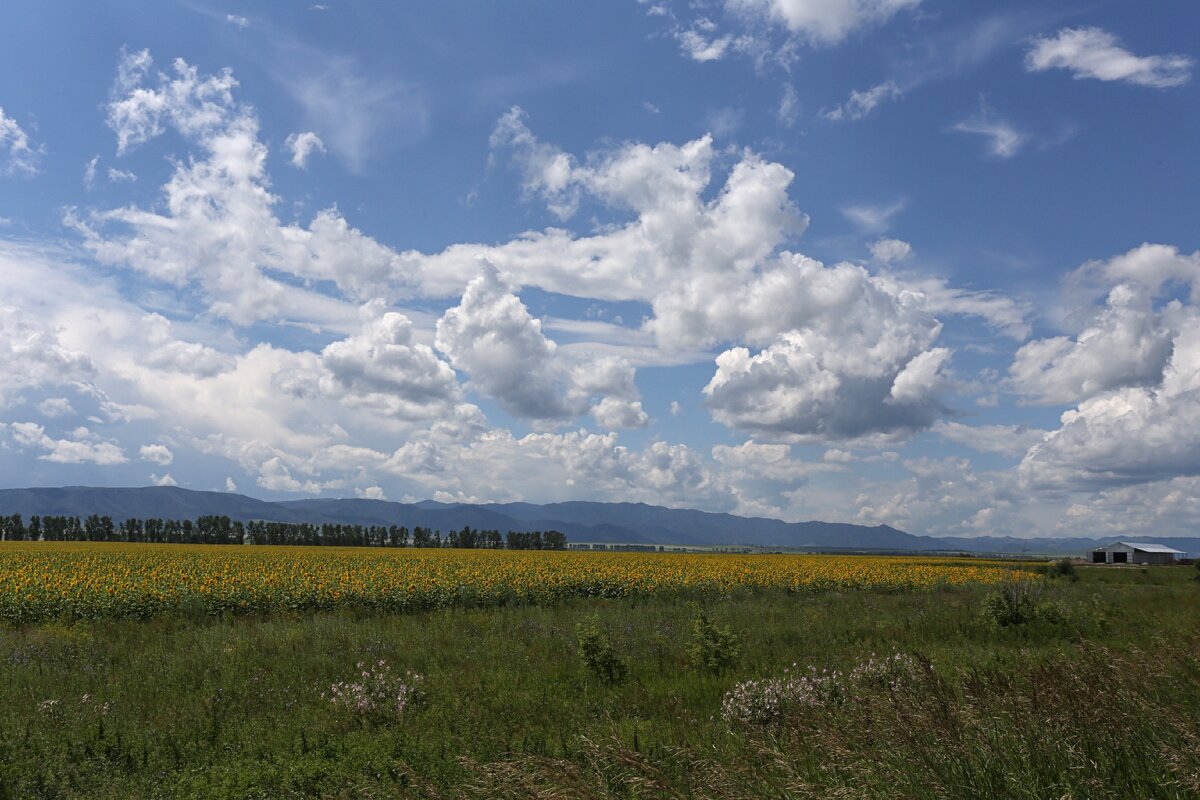Подсолнечник