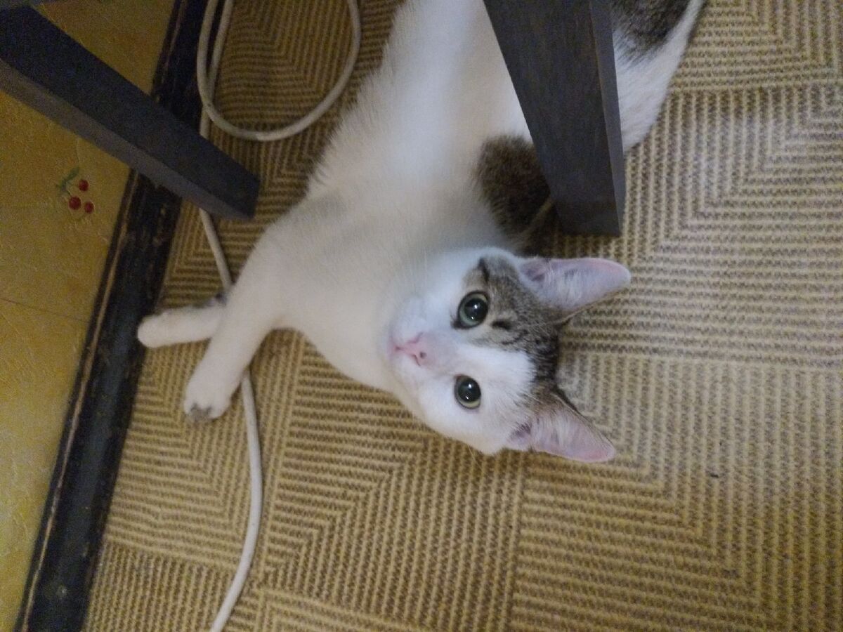 Посмотрите в эти добрые глаза! 