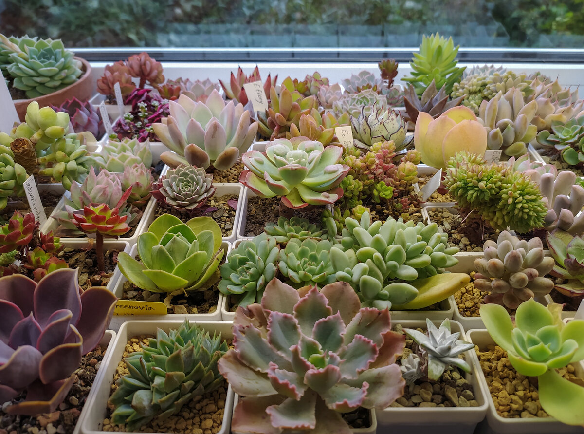 Южное окно + простая лампа на 12 Вт