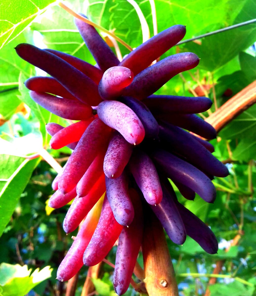 Виноград "Хэллоуин"