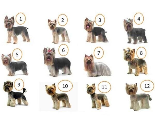 Как правильно подстричь собаку в домашних условиях — Royal Canin | Royal Canin
