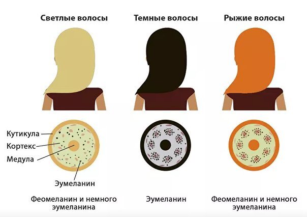 На картинке наглядно показано содержание пигмента(меланина) в волосе ,в зависимости от его цвета.
