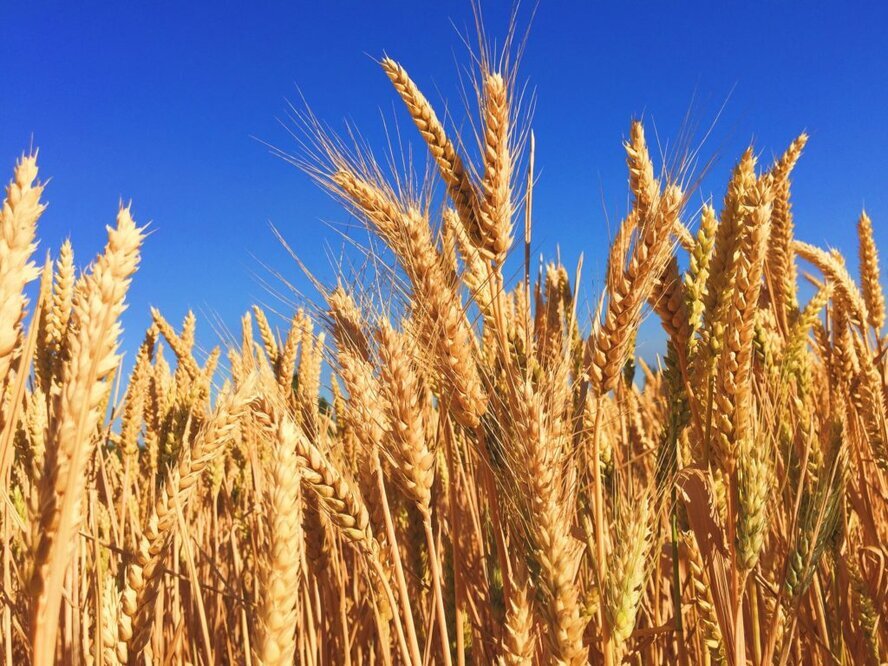 Модифицированная пшеница поможет решить проблему нехватки продовольствия в мире