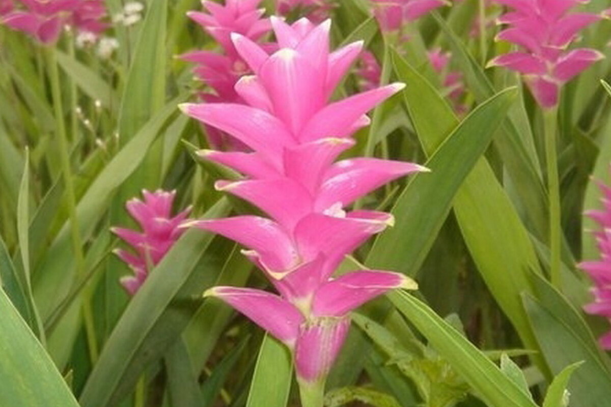 Куркума, Турмерик, Жёлтый имбирь.