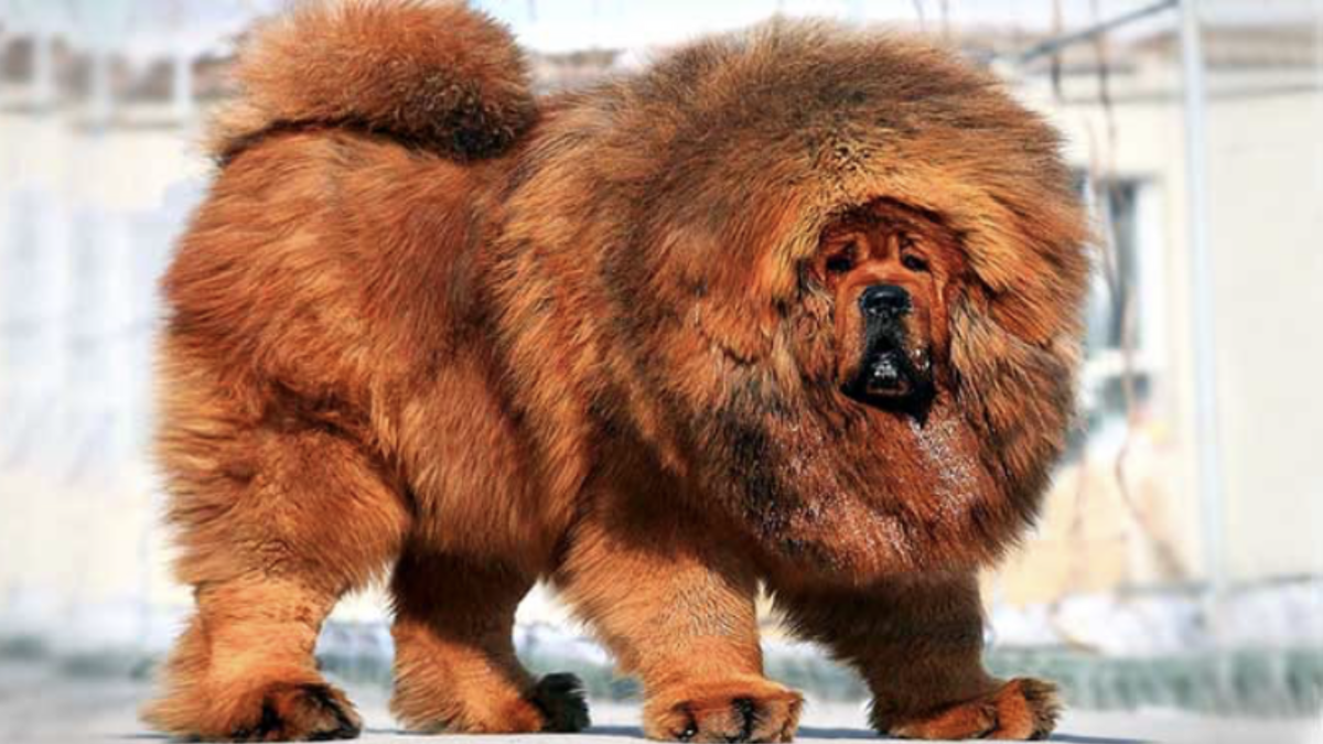 Тибетский Мастиф 