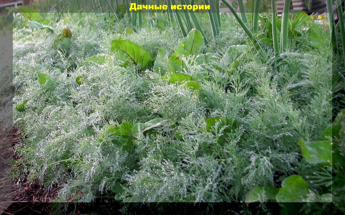 Посадка укропа в марте. Ящик под укроп. Когда сажать укроп в Ленинградской области.