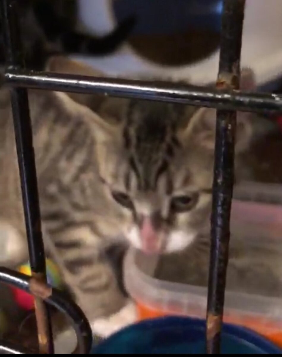 Малыши болели лишаем