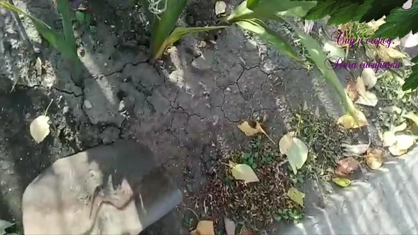 Когда выкапывать гладиолусы.