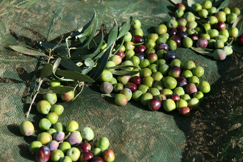фото принадлежит ООО Оливагифт сделано  в момент сбора урожая оливы в Каталонии город Mont-roig del Camp. Персонал компании выезжает  на сбор урожая и участвует в процессе.  