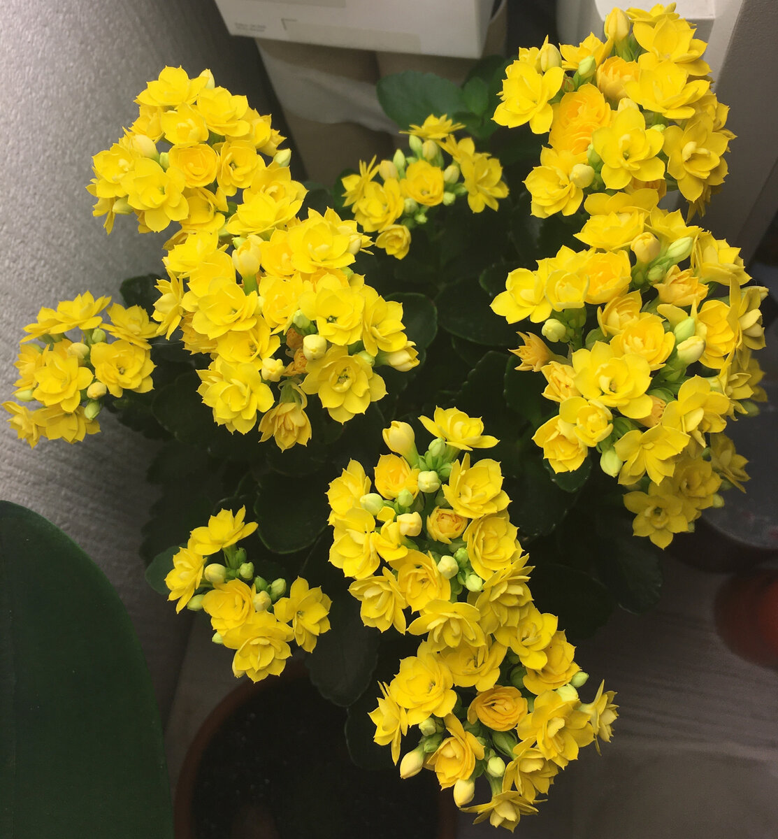 Второе цветение каланхоэ