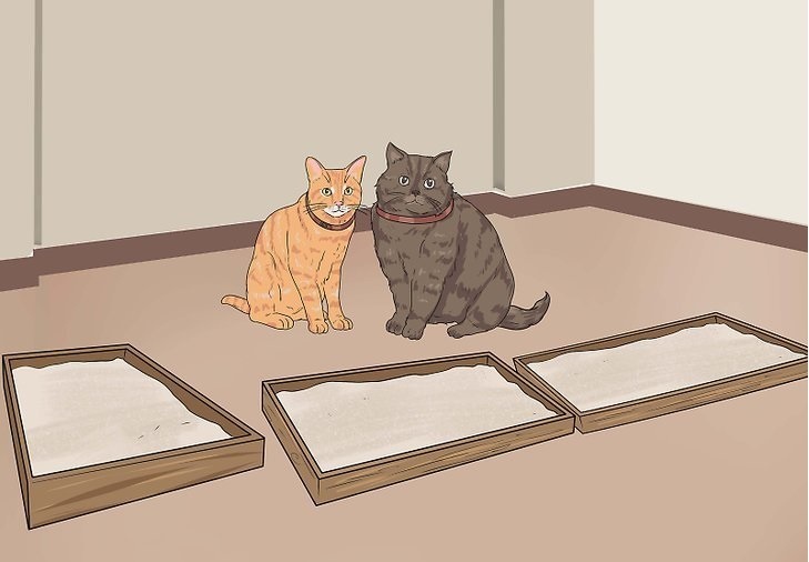 Три лотка на двух кошек - моя мечта. Фото с сайта https://ogorod.ahuman.ru/